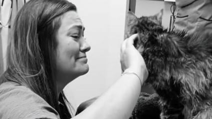 Illustration : Un chat disparu retrouve ses propriétaires 13 ans plus tard 