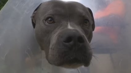 Illustration : Ce chien a frôlé le pire après avoir volé une simple brochette de poulet et subi une opération coûteuse