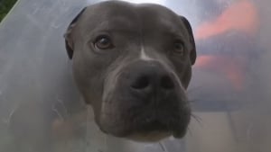 Illustration : Ce chien a frôlé le pire après avoir volé une simple brochette de poulet et subi une opération coûteuse