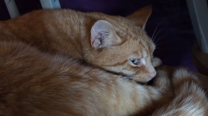 Illustration : "Nous sommes vraiment touchés par tant de gentillesse", un chat rentre chez lui avec une corde au cou, sa famille découvre l’horreur et reçoit un immense élan de soutien
