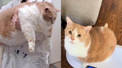 Illustration : Elle prend en charge un chat qui faisait « 4 fois la taille moyenne d'un chat » et finit par créer un refuge spécialisé dans l’obésité