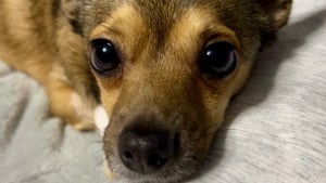 Illustration : "Privé des siens après un ouragan, ce chien timide attendait dans l’ombre jusqu’à une adoption inespérée"