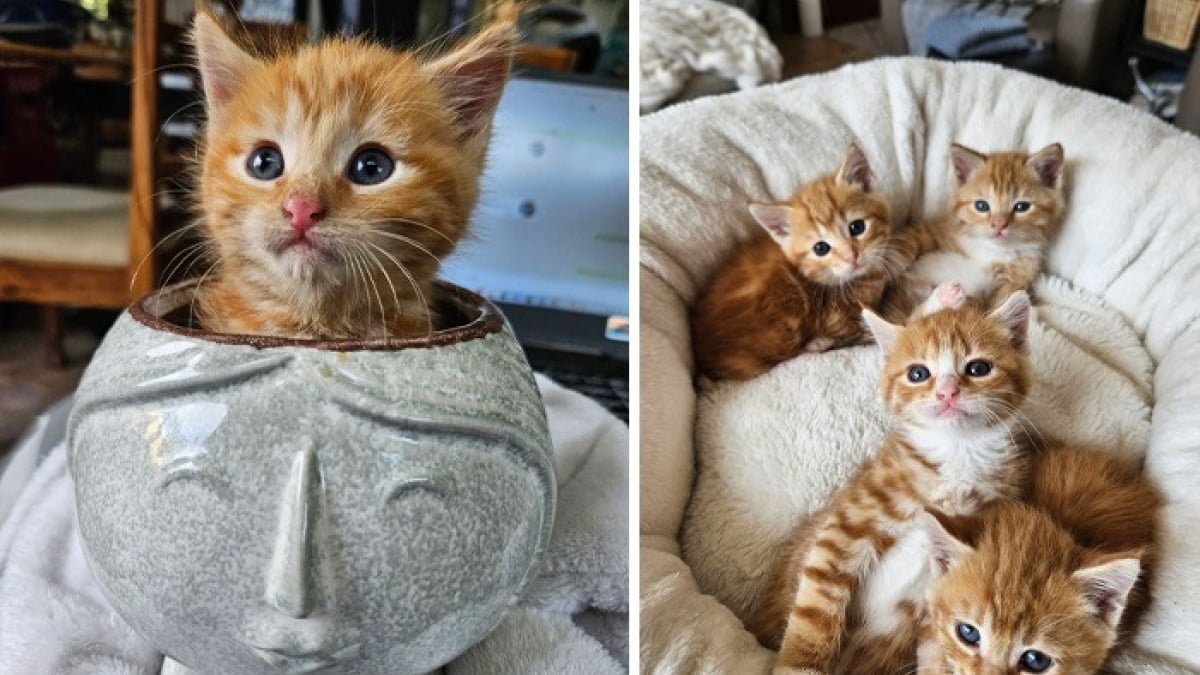Illustration : "20 photos montrant pourquoi il est impossible de ne pas adopter un chat"