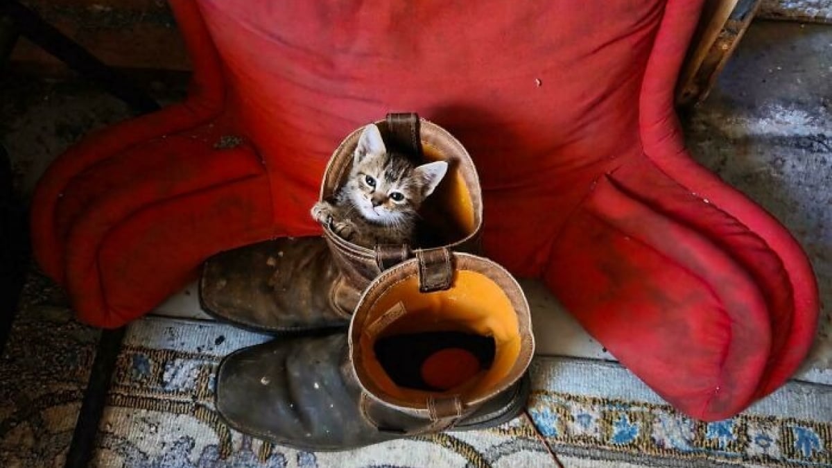 Illustration : "18 photos de chats qui vont vous rendre heureux pour la journée"