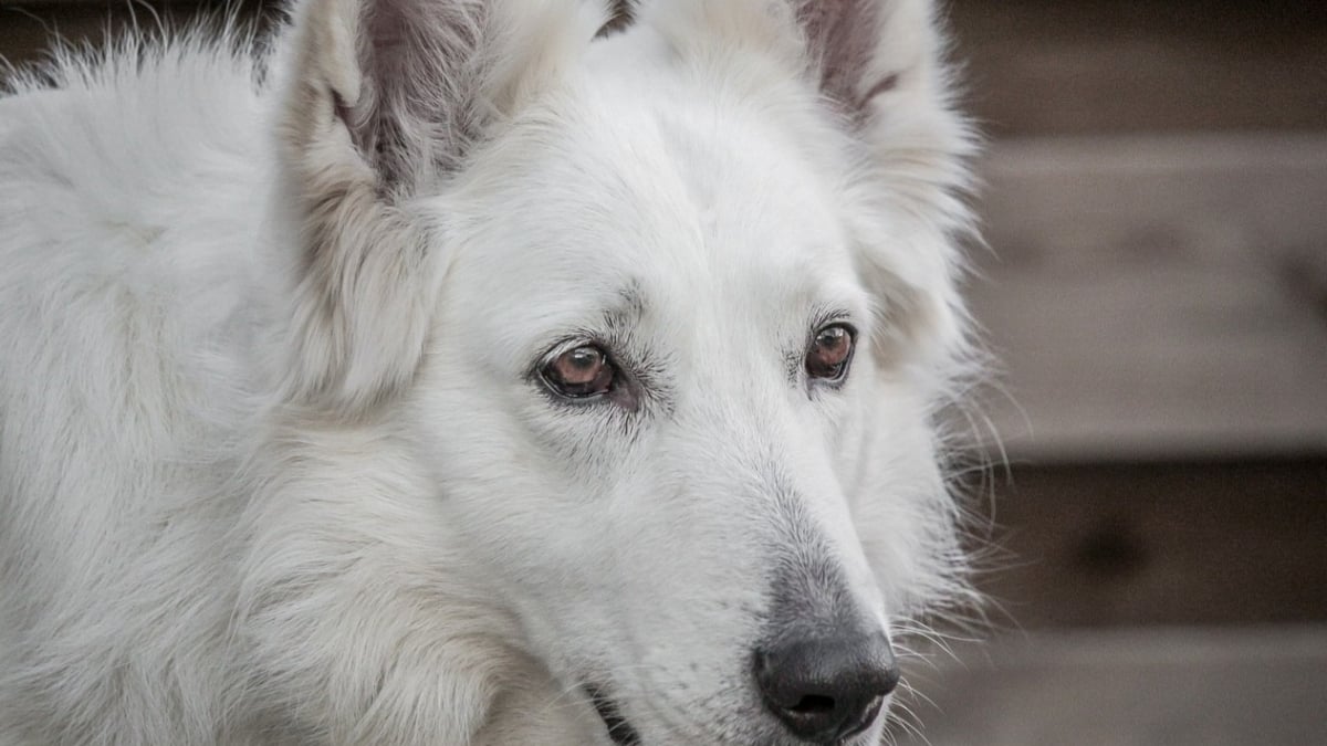 Illustration : "12 informations importantes à savoir à propos de l'odorat des chiens"