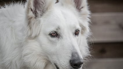 Illustration : 12 informations importantes à savoir à propos de l'odorat des chiens