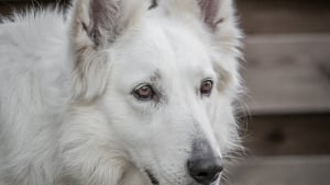 Illustration : 12 informations importantes à savoir à propos de l'odorat des chiens