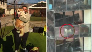 Illustration : Autrefois condamné à vivre sur un balcon étroit, ce Corgi ne connaîtra plus jamais la solitude