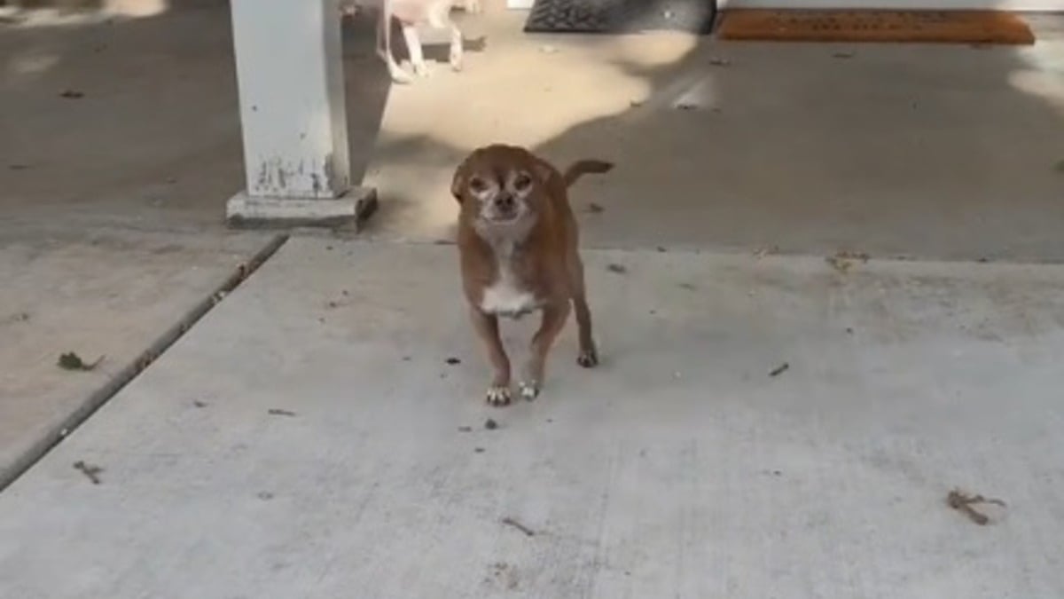 Illustration : "Ce chien sénior retrouve son âme de chiot dès qu'on l'appelle par son véritable nom (vidéo)"