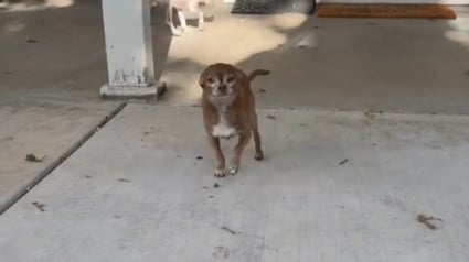 Illustration : Ce chien sénior retrouve son âme de chiot dès qu'on l'appelle par son véritable nom (vidéo)
