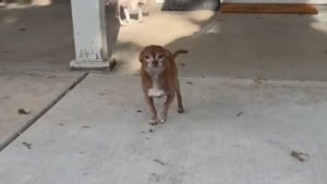 Illustration : "Ce chien sénior retrouve son âme de chiot dès qu'on l'appelle par son véritable nom (vidéo)"
