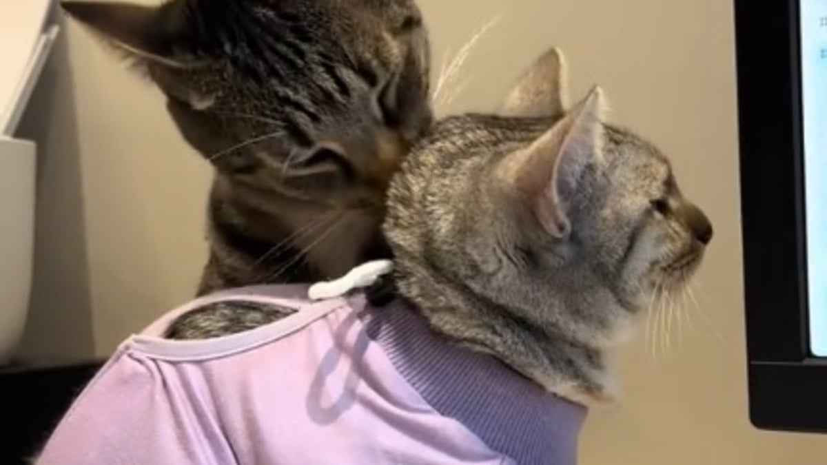 Illustration : "Plutôt que de la rejeter comme le craignait le vétérinaire, ce chat affiche une attitude touchante à l'égard de sa soeur récemment opérée (vidéo)"