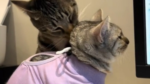 Illustration : "Plutôt que de la rejeter comme le craignait le vétérinaire, ce chat affiche une attitude touchante à l'égard de sa soeur récemment opérée (vidéo)"