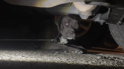 Illustration : L'amour transforme un chien malade au regard désespéré, qui se cachait sous une voiture en attendant la fin