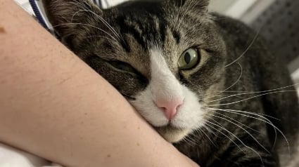 Illustration : Abandonné par ses précédents humains, ce chat tigré est allé chercher de l’aide auprès d’une jeune femme dont il a changé la vie