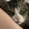 Illustration : Abandonné par ses précédents humains, ce chat tigré est allé chercher de l’aide auprès d’une jeune femme dont il a changé la vie