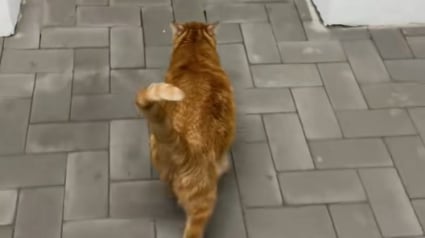 Illustration : "Elle n’a pas peur des explosions", en Ukraine, cette chatte guide ses maîtres vers l’abri à chaque alerte à la bombe