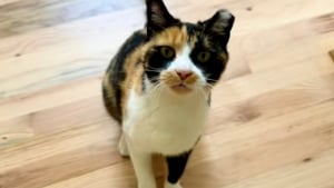 Illustration : "En larmes à l’idée de déménager loin d’une chatte errante, une femme décide finalement de l’adopter pour l’emmener avec elle (vidéo)"