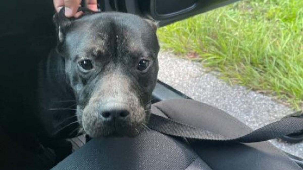 Illustration : "Incompréhension totale au sujet d’un chien retrouvé abandonné dans une cage au bord de l’autoroute et en pleine canicule "