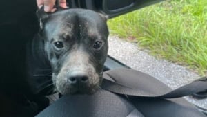 Illustration : Incompréhension totale au sujet d’un chien retrouvé abandonné dans une cage au bord de l’autoroute et en pleine canicule 