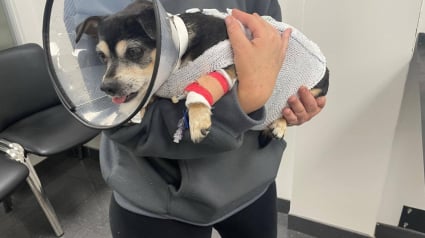 Illustration : Attaquée par 4 chiens en liberté, elle s’interpose pour sauver sa chienne Chihuahua et finit au sol avec elle