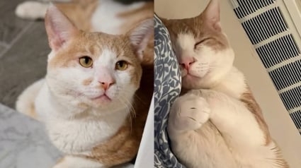 Illustration : « Fort et résilient », ce chat d’une gentillesse impressionnante aspire à vivre comme un roi auprès de sa famille d’accueil