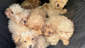 Illustration : "Je les sauvais de la rue", cette femme garde 79 chiens chez elle mais la justice ne croit pas à sa version et lui intente un procès
