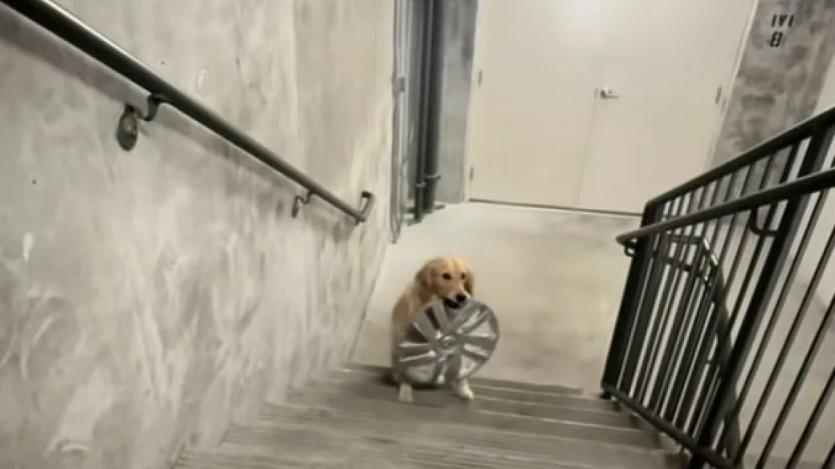 Illustration : "Une chienne rentre chez elle avec un drôle de jouet trouvé dehors (vidéo) "