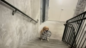Illustration : Une chienne rentre chez elle avec un drôle de jouet trouvé dehors (vidéo) 