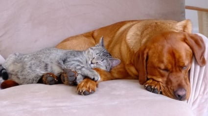 Illustration : Cette petite femelle Labrador apprend à fermer la porte de sa cage et profite de l’occasion pour piéger le chat de la famille (vidéo)