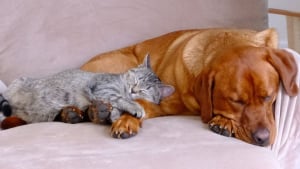 Illustration : "Cette petite femelle Labrador apprend à fermer la porte de sa cage et profite de l’occasion pour piéger le chat de la famille (vidéo)"