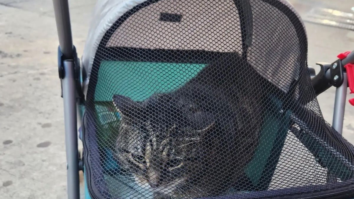 Illustration : "Trouvée abandonnée dans une poussette en pleine rue, cette chatte a vécu durant des années auprès d’un maître aimant devenu sans domicile"