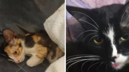 Illustration : "Je ne pouvais pas le laisser", il adopte un chaton par hasard sans savoir qu’il allait sauver leur première petite protégée
