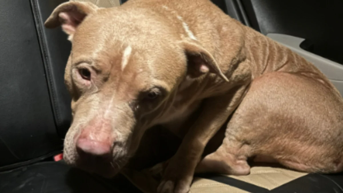 Illustration : "« C’était déchirant de voir quelqu’un traiter un chien de cette façon », elle voit un homme abandonner son animal et passe à l’action "