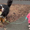 Illustration : &laquo; Qui prom&egrave;ne qui ? &raquo;, la balade attendrissante d&rsquo;une petite fille et de son impressionnant Bouvier Bernois (vid&eacute;o)