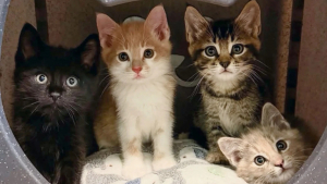 Illustration : "Ces 4 chatons sauvages n’avaient confiance en personne, jusqu’à ce que les 2 félins de leur famille d’accueil les prennent sous leur aile (vidéo)"