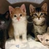 Illustration : Ces 4 chatons sauvages n’avaient confiance en personne, jusqu’à ce que les 2 félins de leur famille d’accueil les prennent sous leur aile (vidéo)