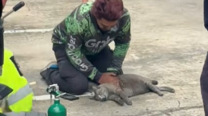 Illustration : Un chauffeur de taxi stoppe sa course pour prodiguer un massage cardiaque à un chat dans la rue (vidéo) 