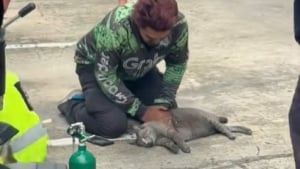 Illustration : Un chauffeur de taxi stoppe sa course pour prodiguer un massage cardiaque à un chat dans la rue (vidéo) 