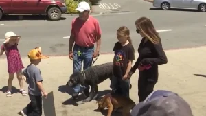 Illustration : "Un petit garçon ambitieux se donne pour mission de rencontrer 1 000 chiens avant d’entrer à la maternelle "