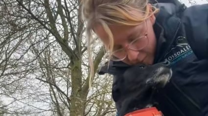 Illustration : "Maintenant, on ne croirait jamais qu’il s’est passé quelque chose", une vétérinaire sauve sa chienne de la paralysie totale (vidéo)