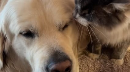 Illustration : "Je n’oublierai jamais qu’on voulait l’euthanasier", un chiot aveugle sauvé grandit heureux auprès de ses amis félins