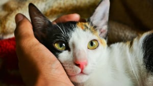 Illustration : "15 histoires où les chats ont surpris leurs humains avec une loyauté absolue"