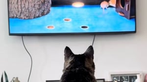 Illustration : "« Nous n'avons pas de chat ! », un félin du quartier s’invite pourtant chaque jour chez eux pour des câlins, des friandises et des dessins animés (vidéo)"