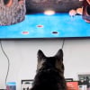 Illustration : « Nous n'avons pas de chat ! », un félin du quartier s’invite pourtant chaque jour chez eux pour des câlins, des friandises et des dessins animés (vidéo)