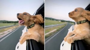 Illustration : "10 photos hilarantes de nos fidèles animaux de compagnie"