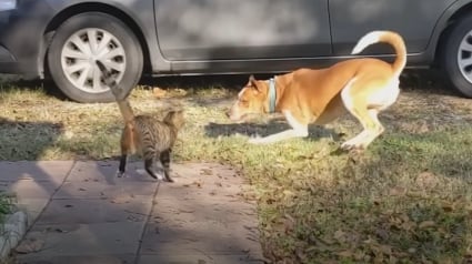 Illustration : Une femme adopte un chien qui s’est glissé dans sa véranda, puis ce dernier revient avec une petite surprise 