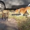 Illustration : Une femme adopte un chien qui s’est glissé dans sa véranda, puis ce dernier revient avec une petite surprise 