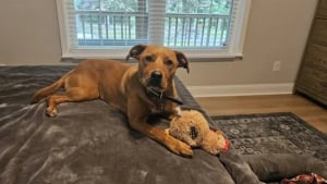 Illustration : En cherchant leur chienne disparue depuis des mois, une famille fait une rencontre bouleversante au détour d’une caméra