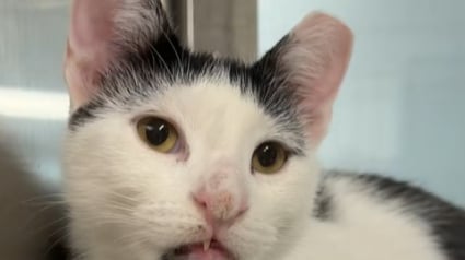 Illustration : Ce chat au visage atypique ne passe pas inaperçu et cela l’a aidé à trouver sa famille pour la vie